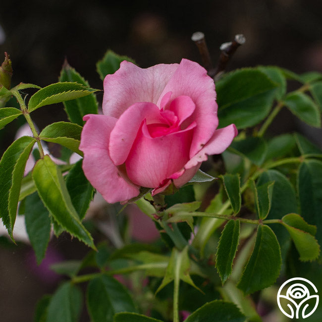 Cabbage Rose