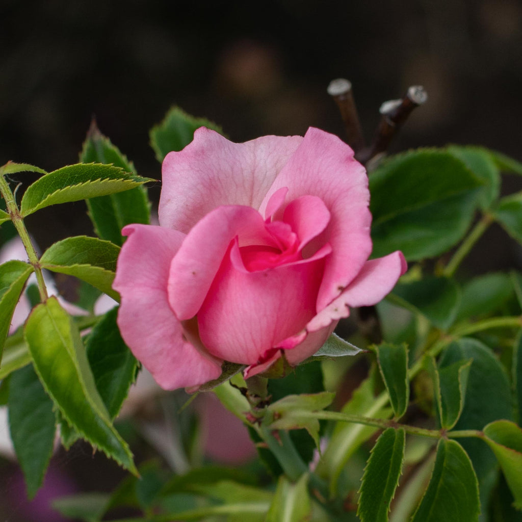 Cabbage Rose