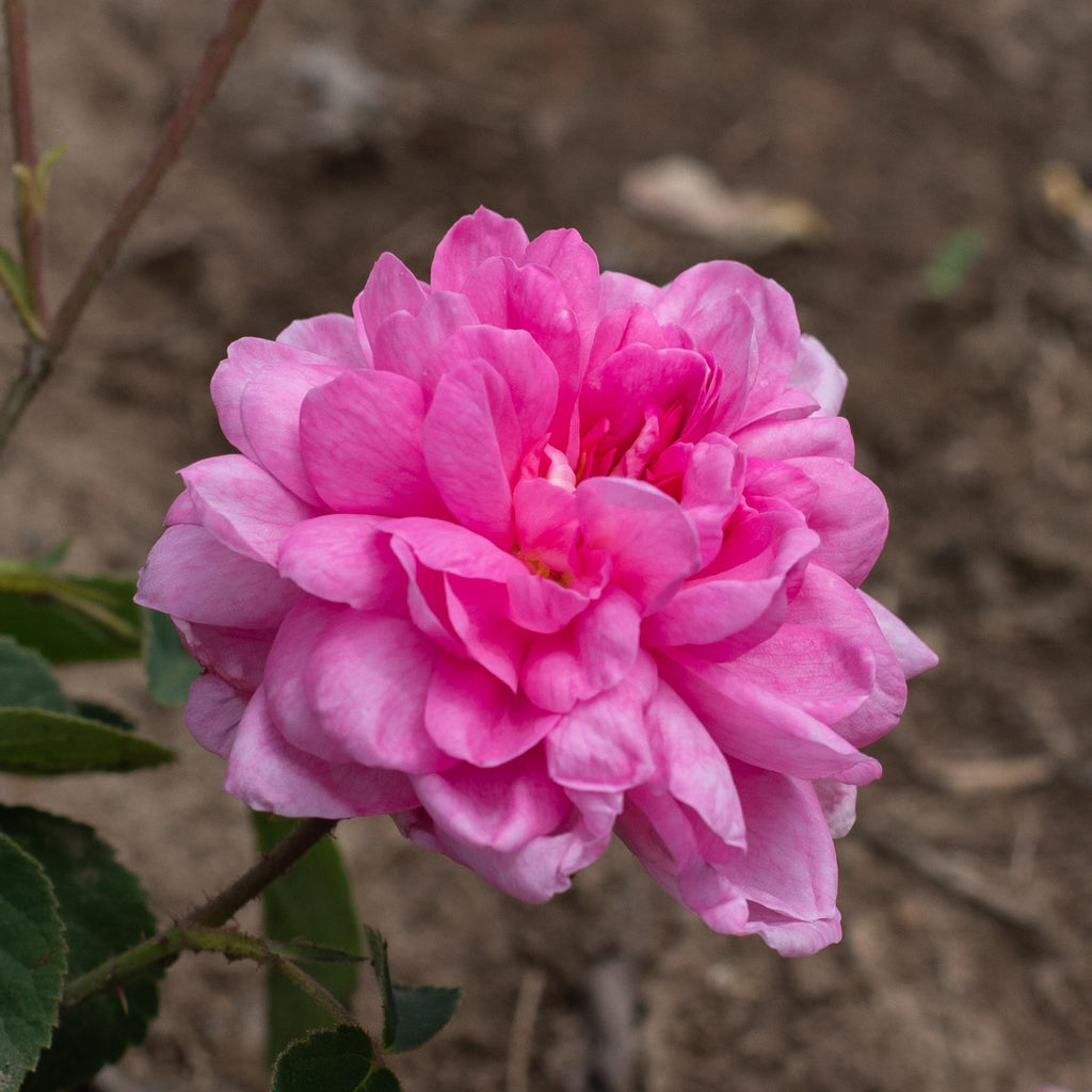 Cabbage Rose