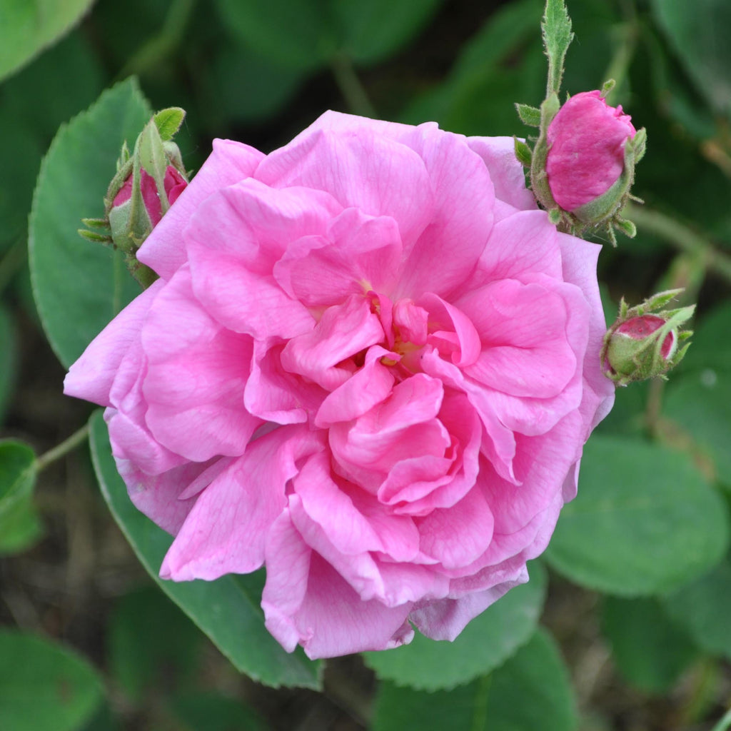 Cabbage Rose