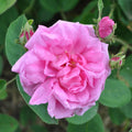 Cabbage Rose