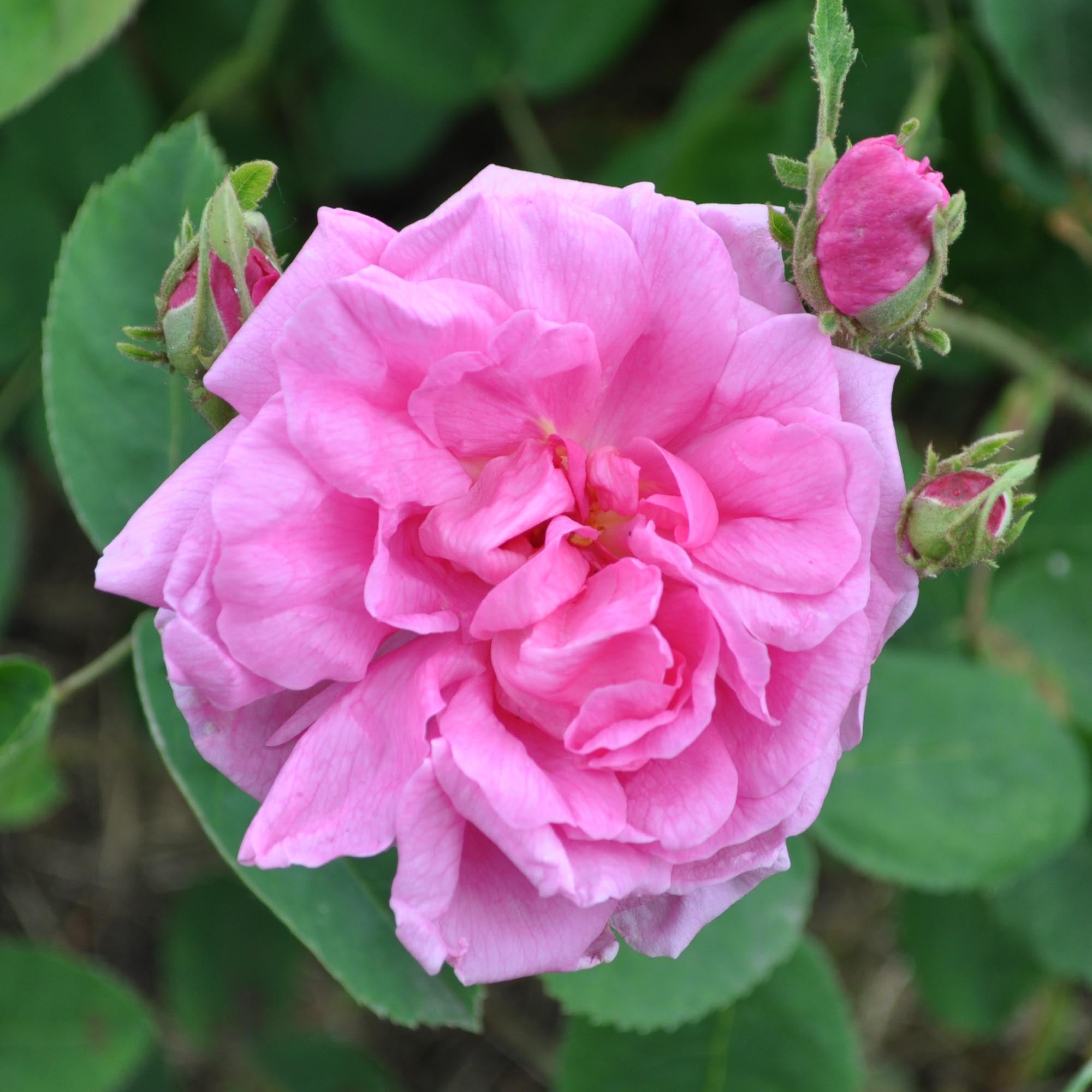 Cabbage Rose