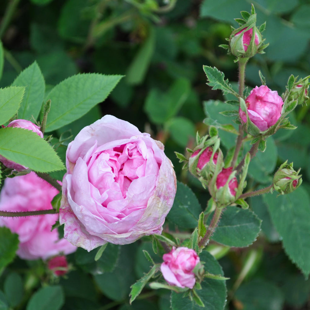 Cabbage Rose