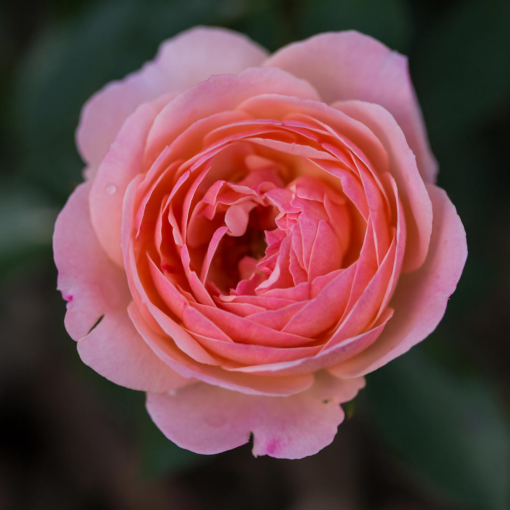Calypso