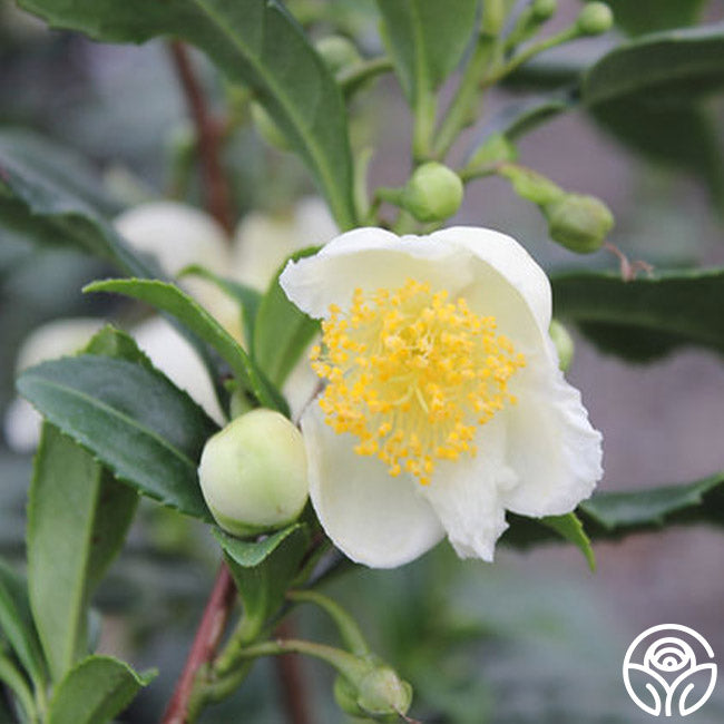 Camellia Sinensis