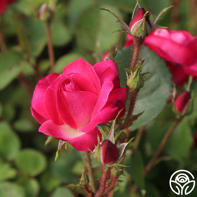 Can Am Roses Cancan™ – Heirloom Roses