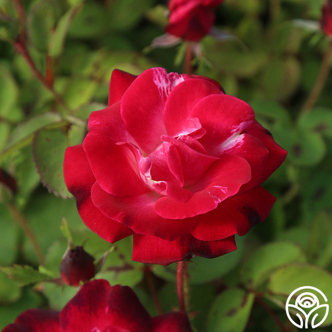 Can Am Roses Cancan™ – Heirloom Roses