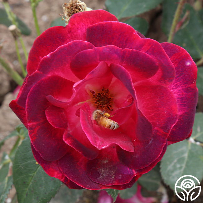 Can Am Roses Cancan™ – Heirloom Roses