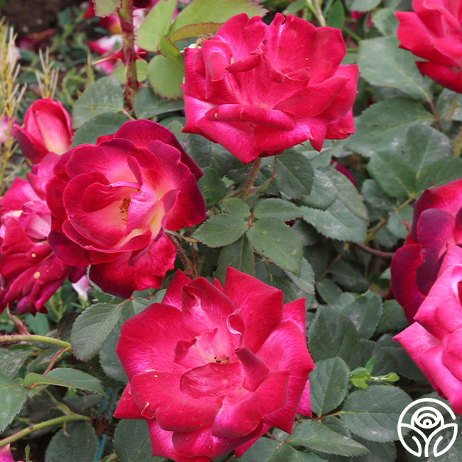 Can Am Roses Cancan™ – Heirloom Roses