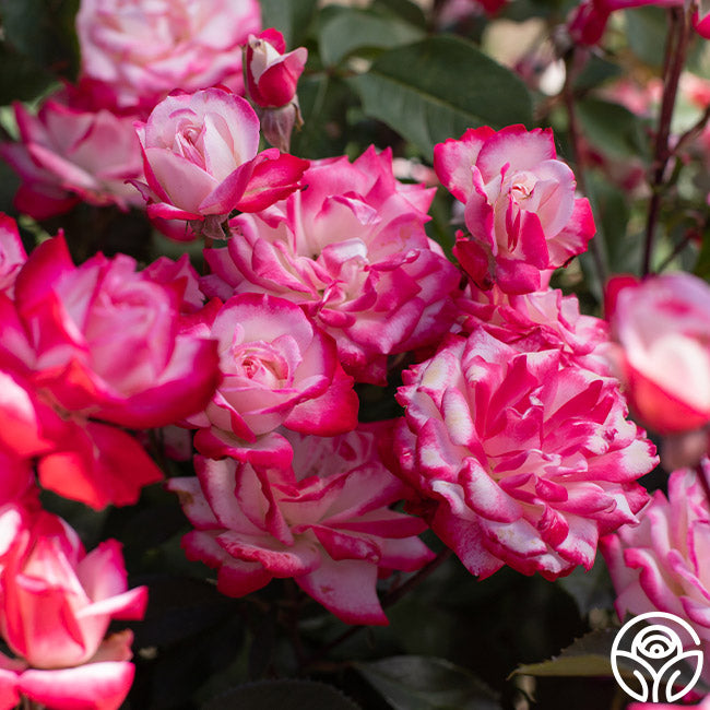 Candy Cane Cocktail Rose - Floribunda – Heirloom Roses