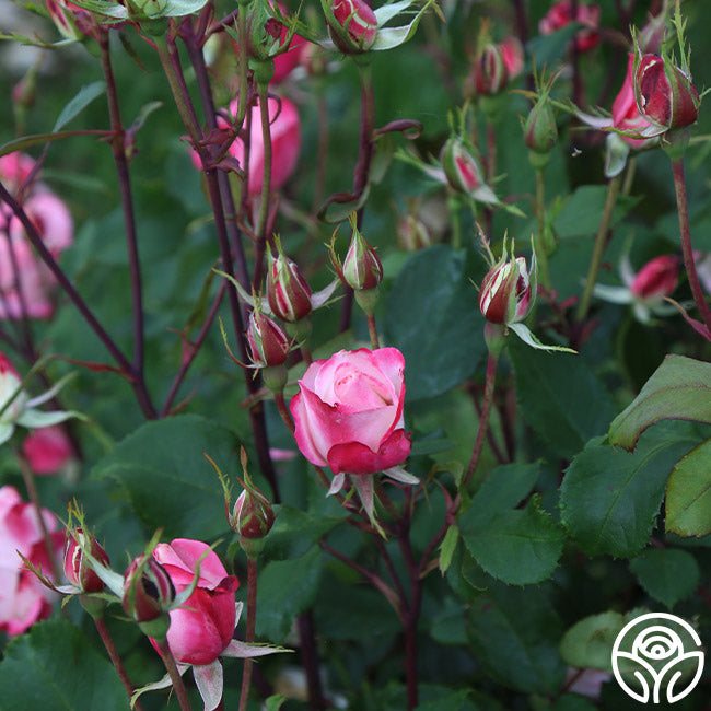 Candy Cane Cocktail Rose - Floribunda – Heirloom Roses