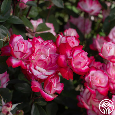 Candy Cane Cocktail Rose - Floribunda – Heirloom Roses