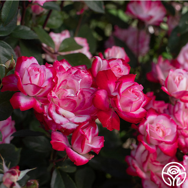 Candy Cane Cocktail Rose - Floribunda – Heirloom Roses