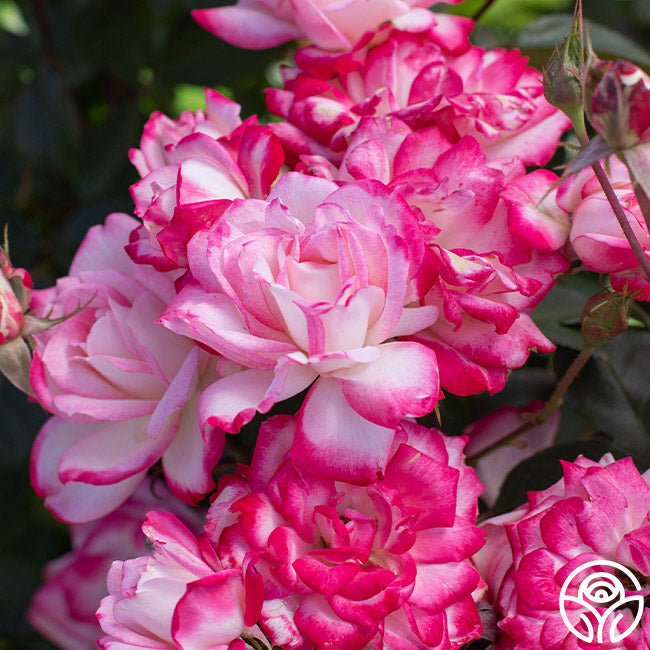 Can Am Roses Candy Cane Cocktail Rose - Floribunda – Heirloom Roses