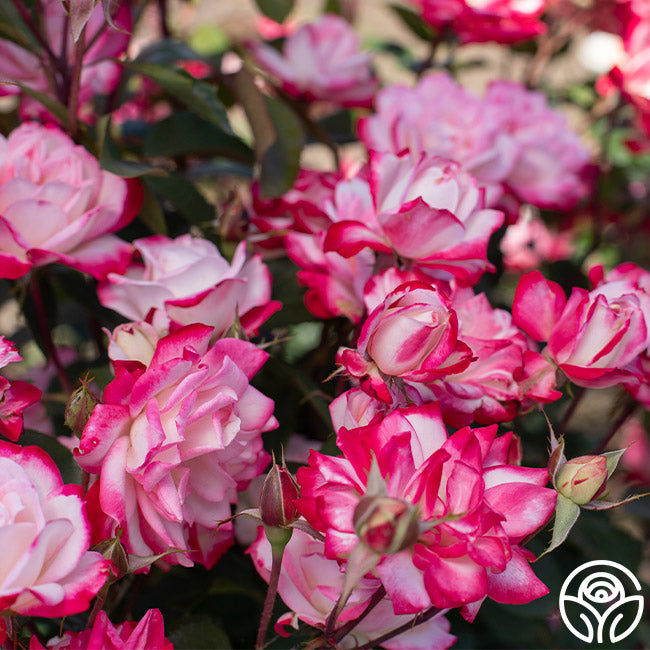 Candy Cane Cocktail Rose - Floribunda – Heirloom Roses