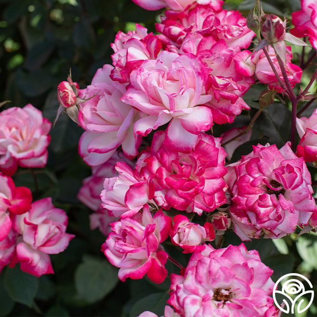 Candy Cane Cocktail Rose - Floribunda – Heirloom Roses