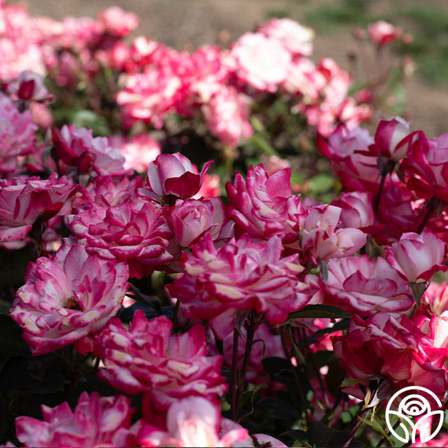Candy Cane Cocktail Rose - Floribunda – Heirloom Roses