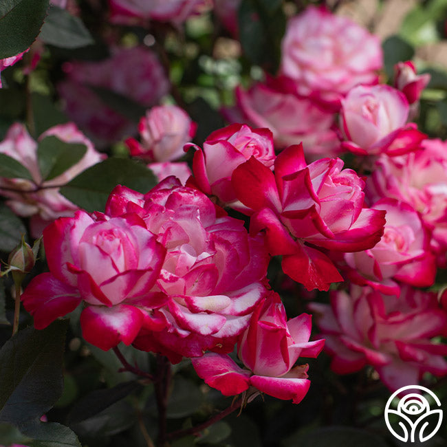 Candy Cane Cocktail Rose - Floribunda – Heirloom Roses