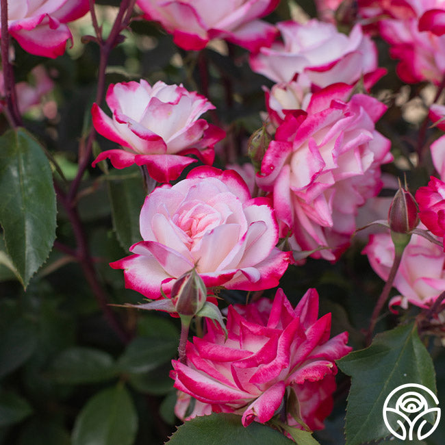 Candy Cane Cocktail Rose - Floribunda – Heirloom Roses