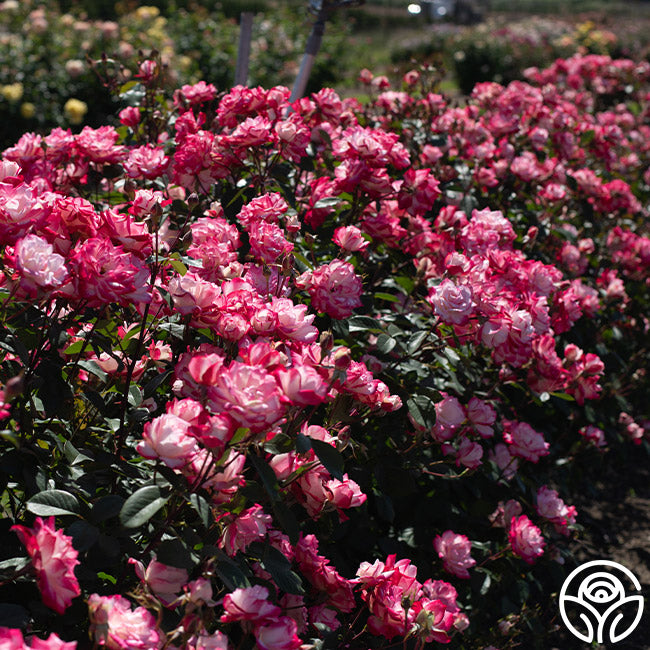 Candy Cane Cocktail Rose - Floribunda – Heirloom Roses