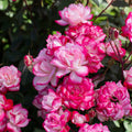 Candy Cane Cocktail™