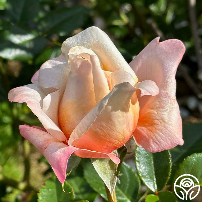♡Caramel  Rose♡ Caramel Kiss — Select Roses