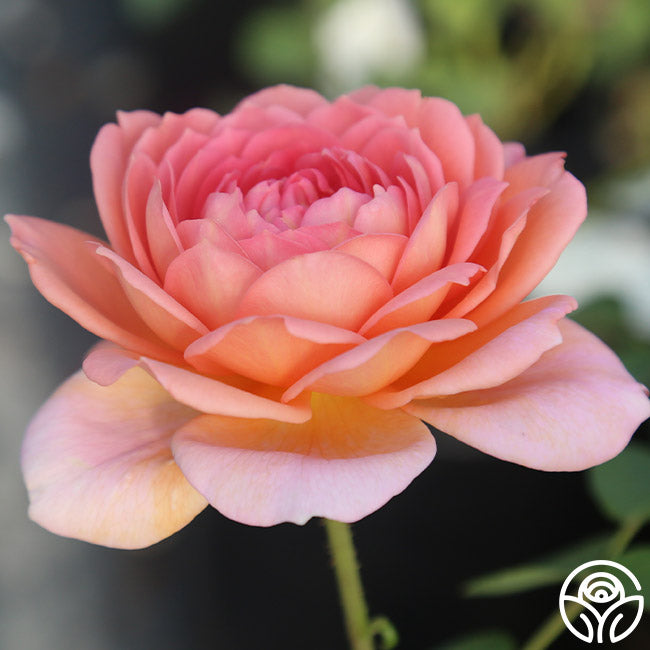 Heirloom Roses Carding Mill - Thumbnail 2