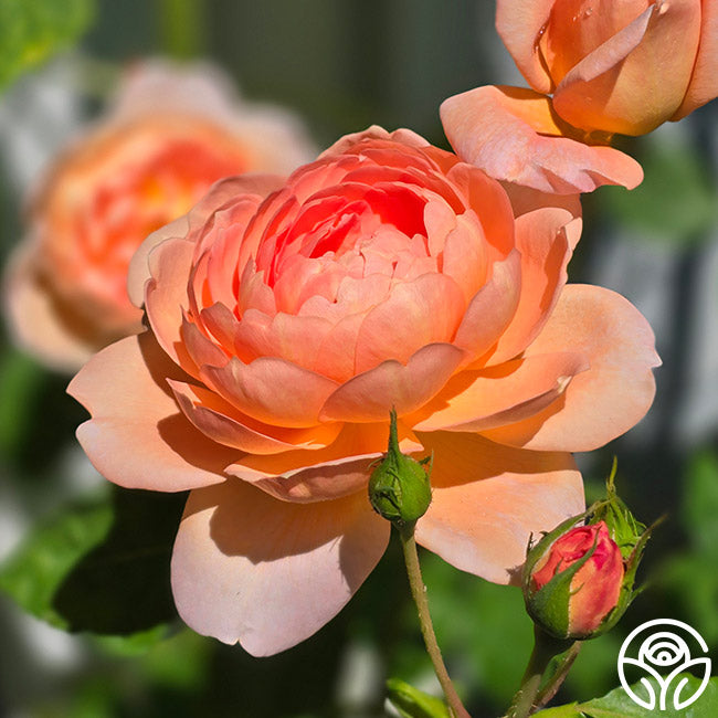 Heirloom Roses Carding Mill