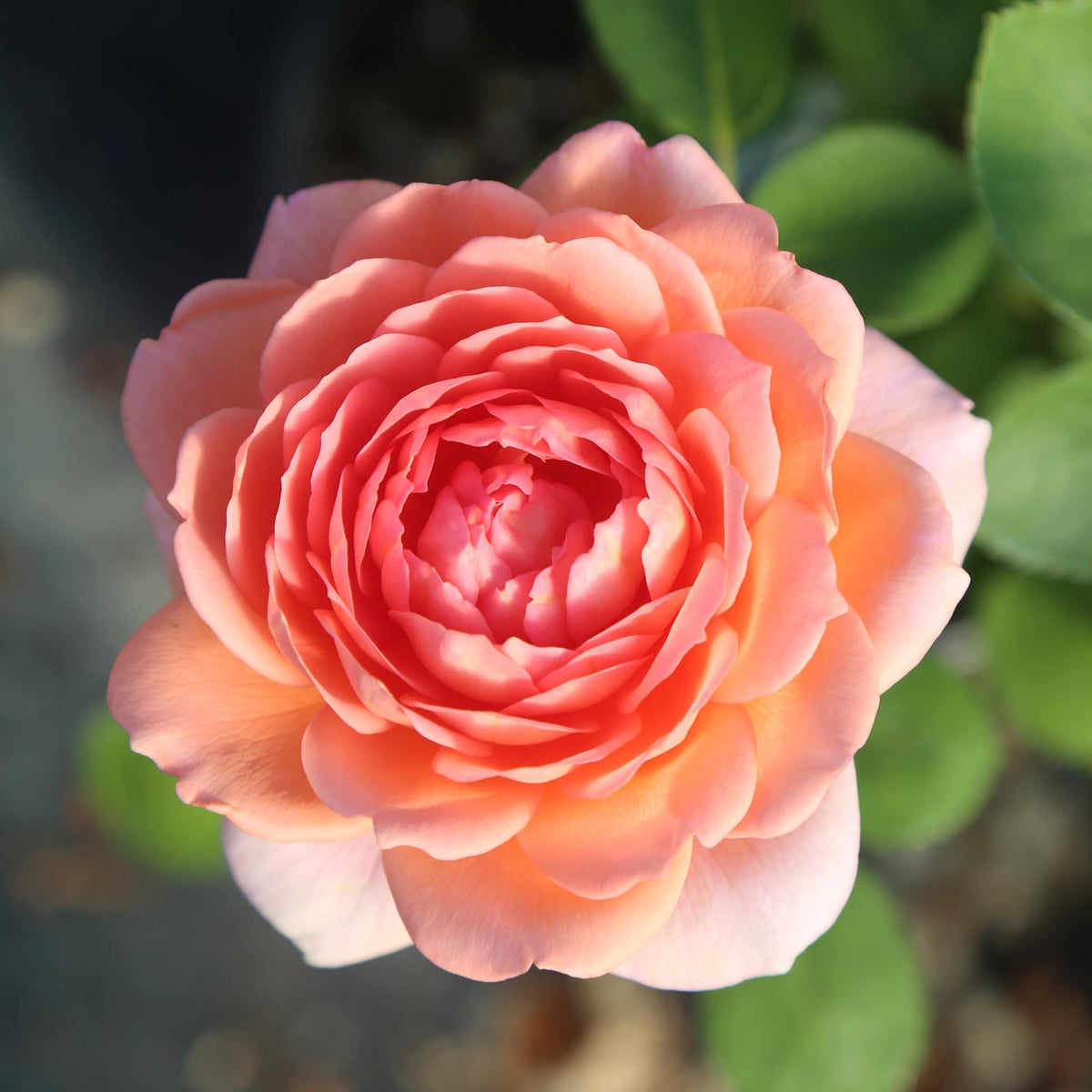 Carding Mill™ | Apricot English Shrub Rose Rose Bush – Heirloom