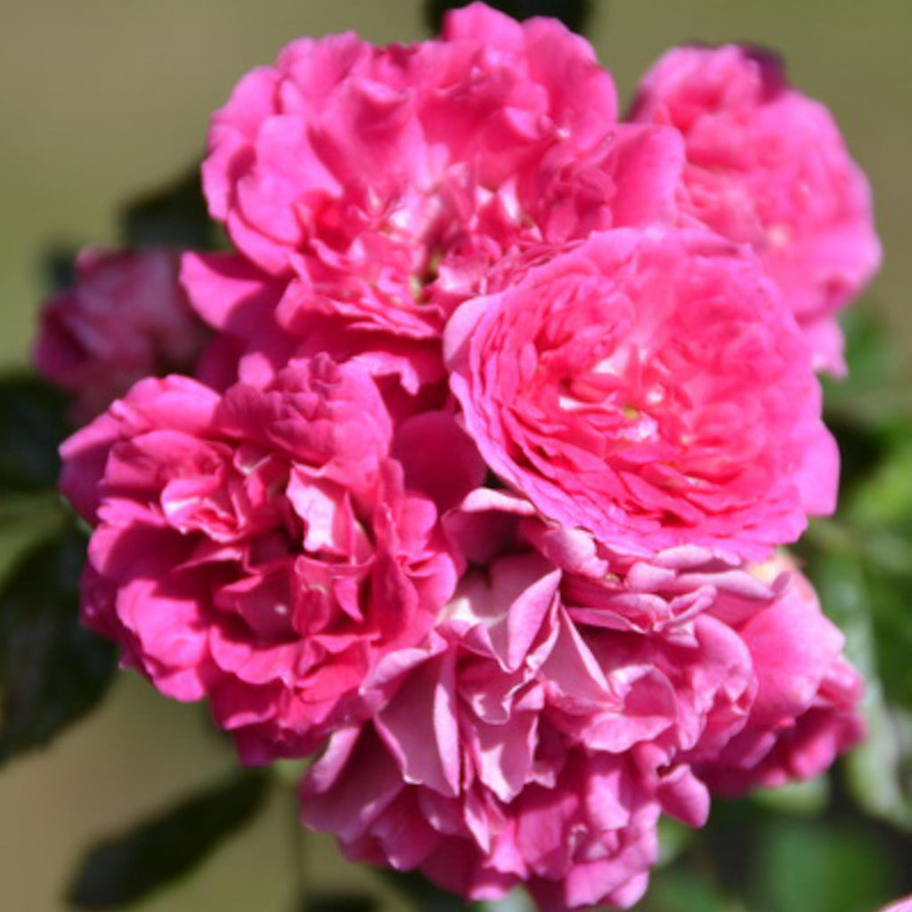 Casimir Moullé