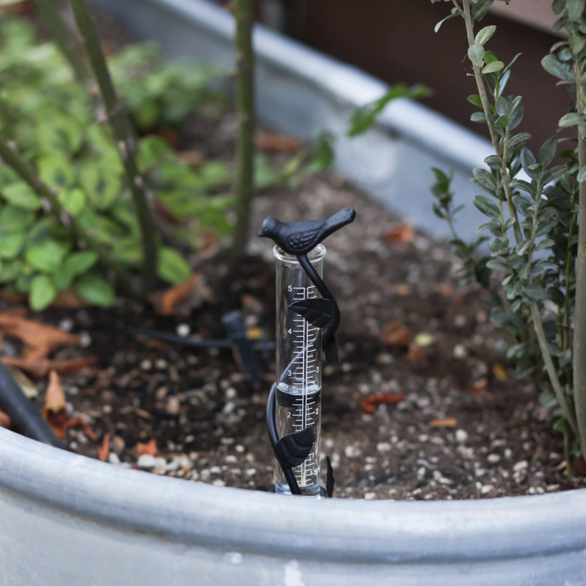 Leaf Rain Gauge