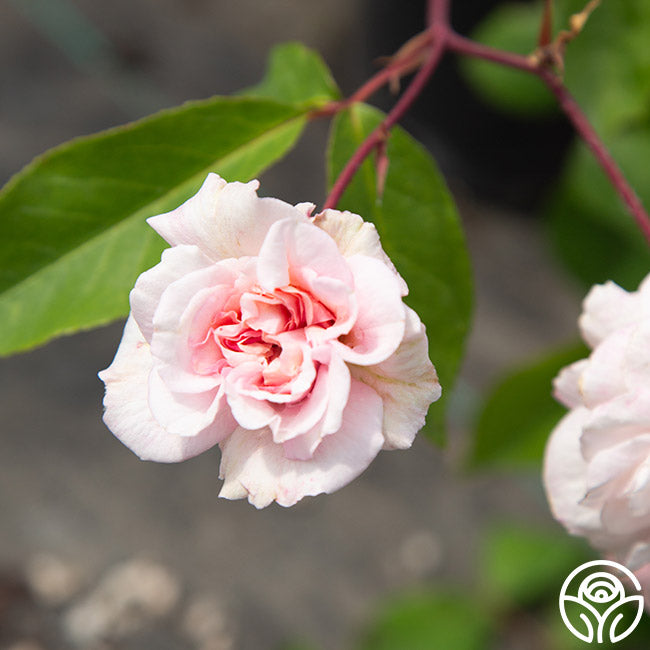 Cecile Brunner Thornless Rose | Unique Garden Plant – Heirloom Roses