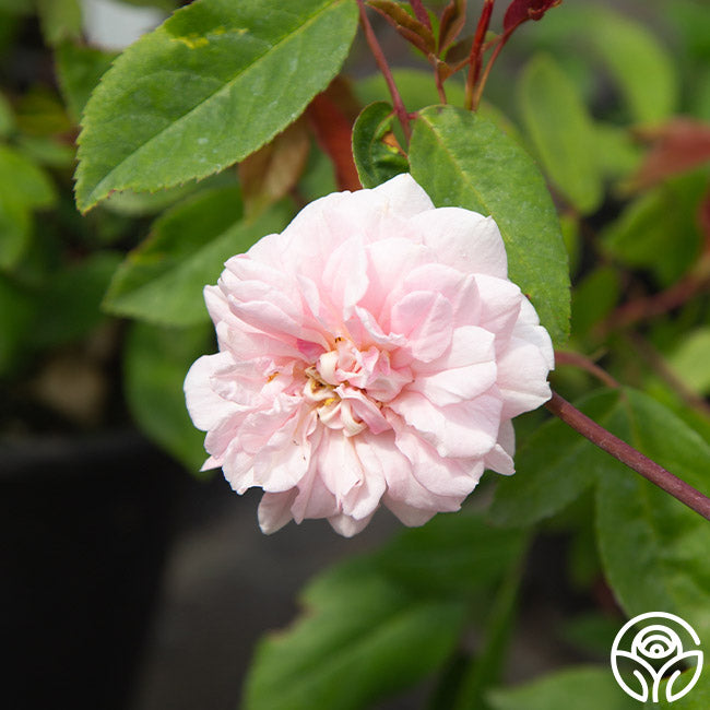Cecile Brunner Thornless Rose | Unique Garden Plant – Heirloom Roses