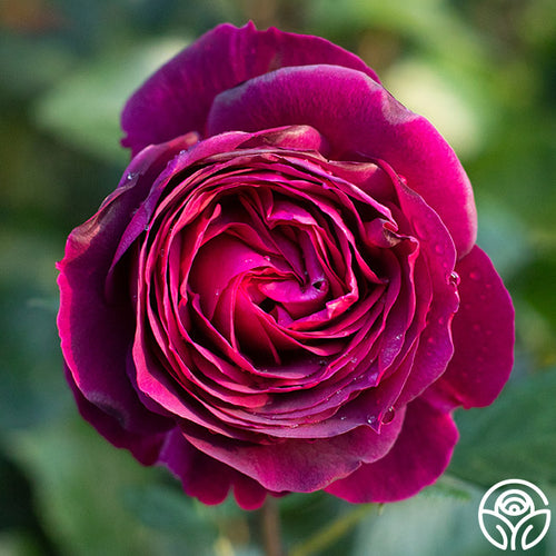 Purple Rose