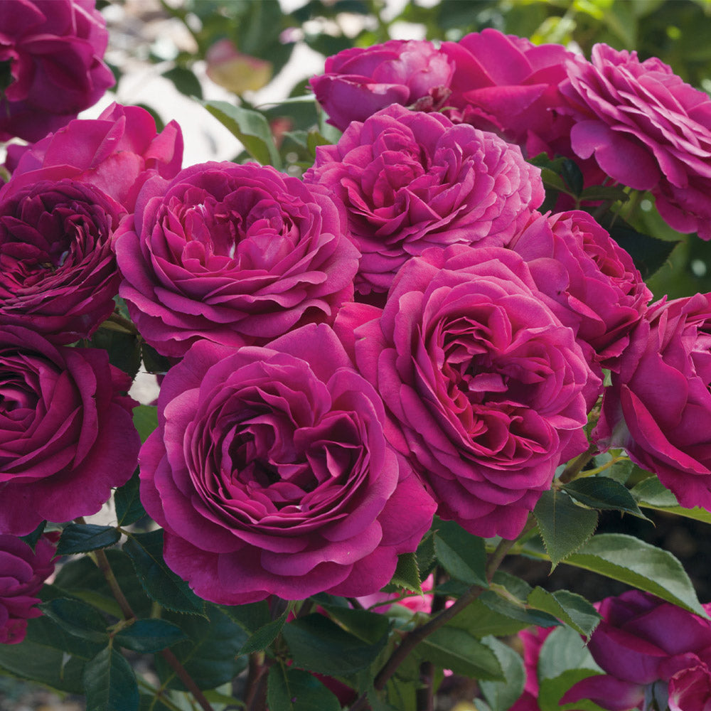 Heirloom Roses Tree Roses Roses, Rose Bushes, Rose Gardening, Rose Plants | Heirloom Roses