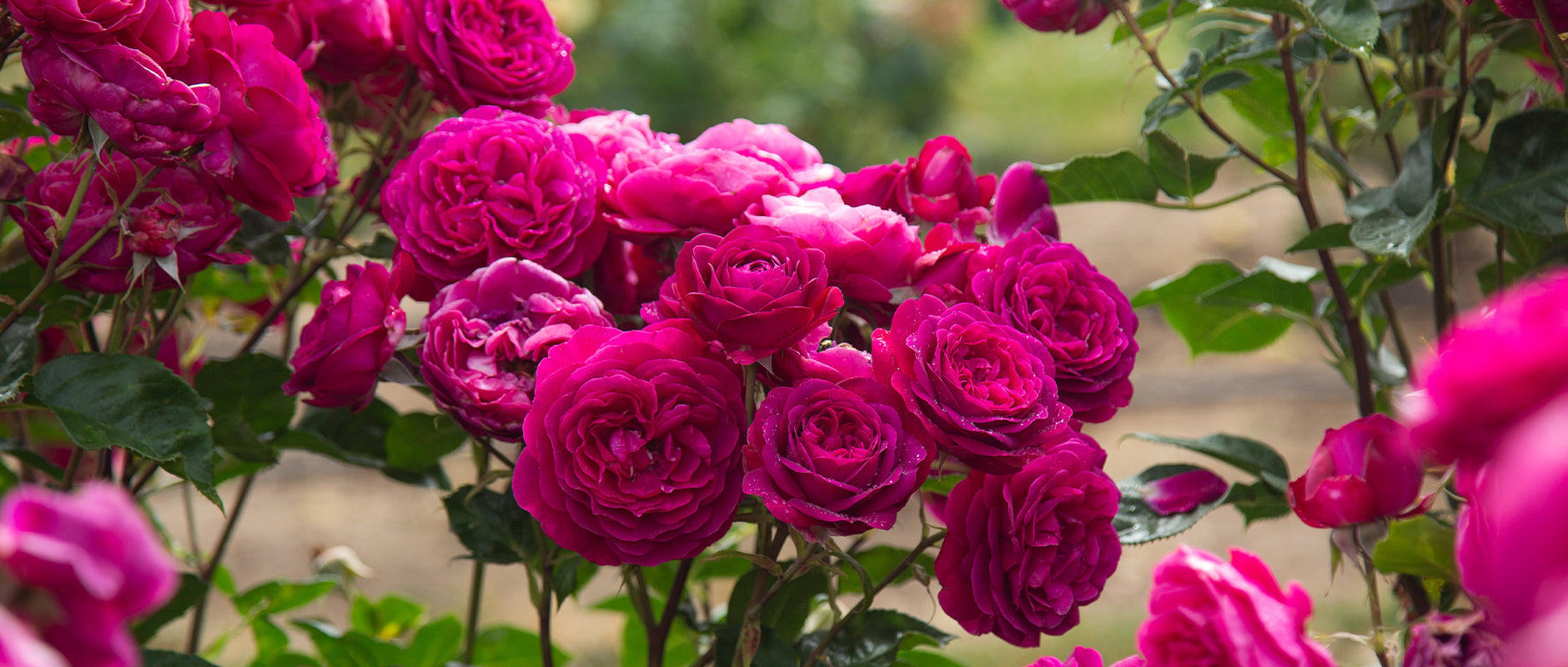 custom-slideshow-image-desktop-block_CAVGQ6