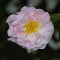 Celsiana