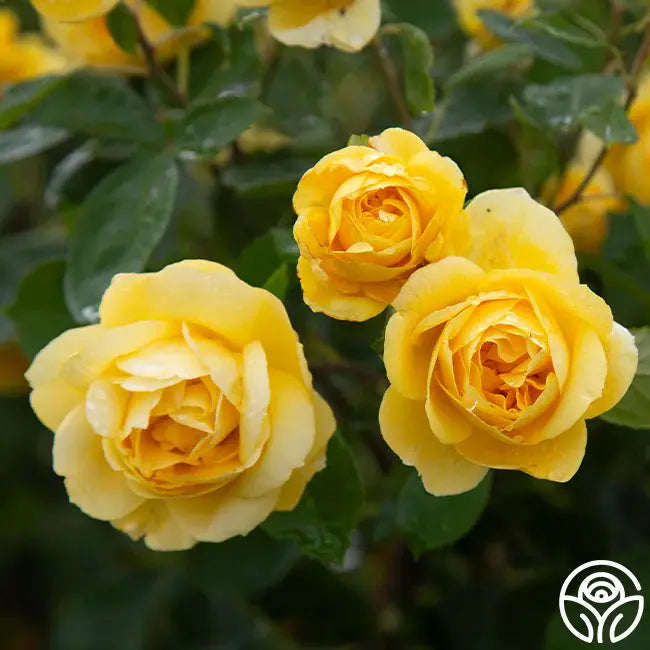 Roses, Rose Bushes, Rose Gardening, Rose Plants | Heirloom Roses
