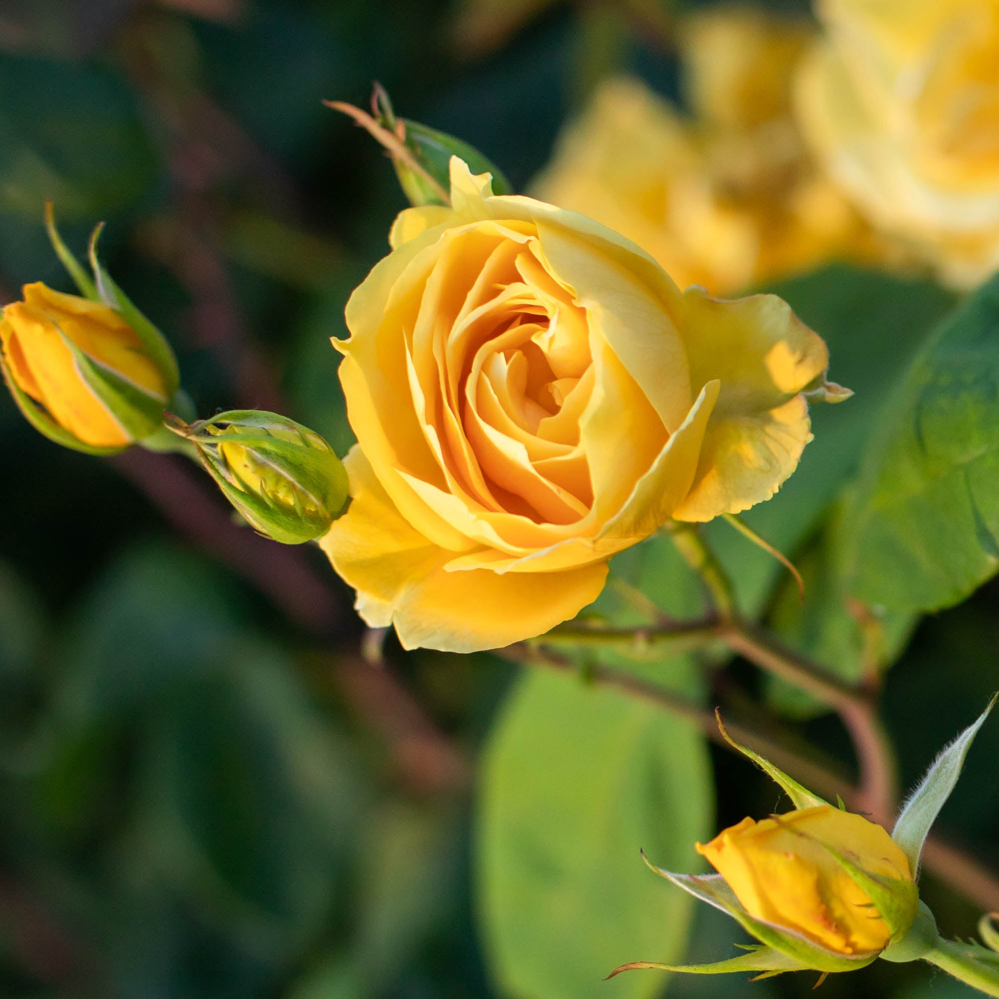 Ch-Ching! Grandiflora Rose | Fragrant Rose Plant – Heirloom