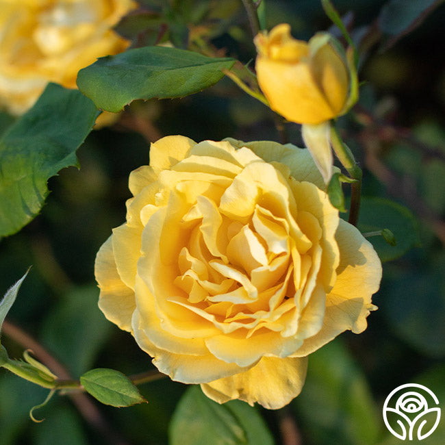 Chching Ch-Ching! Rose - Grandiflora - Very Fragrant – Heirloom Roses