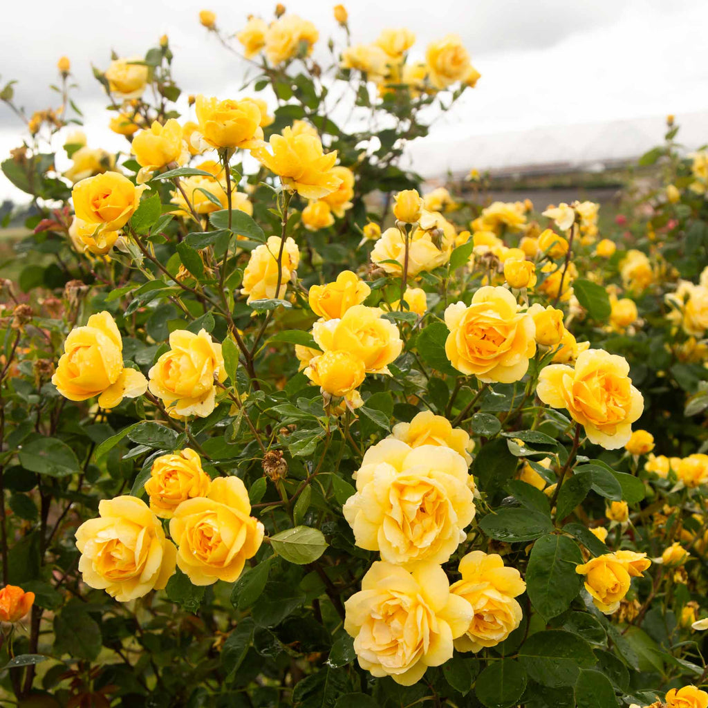 Chching Ch-Ching! Grandiflora Rose | Fragrant Rose Plant – Heirloom