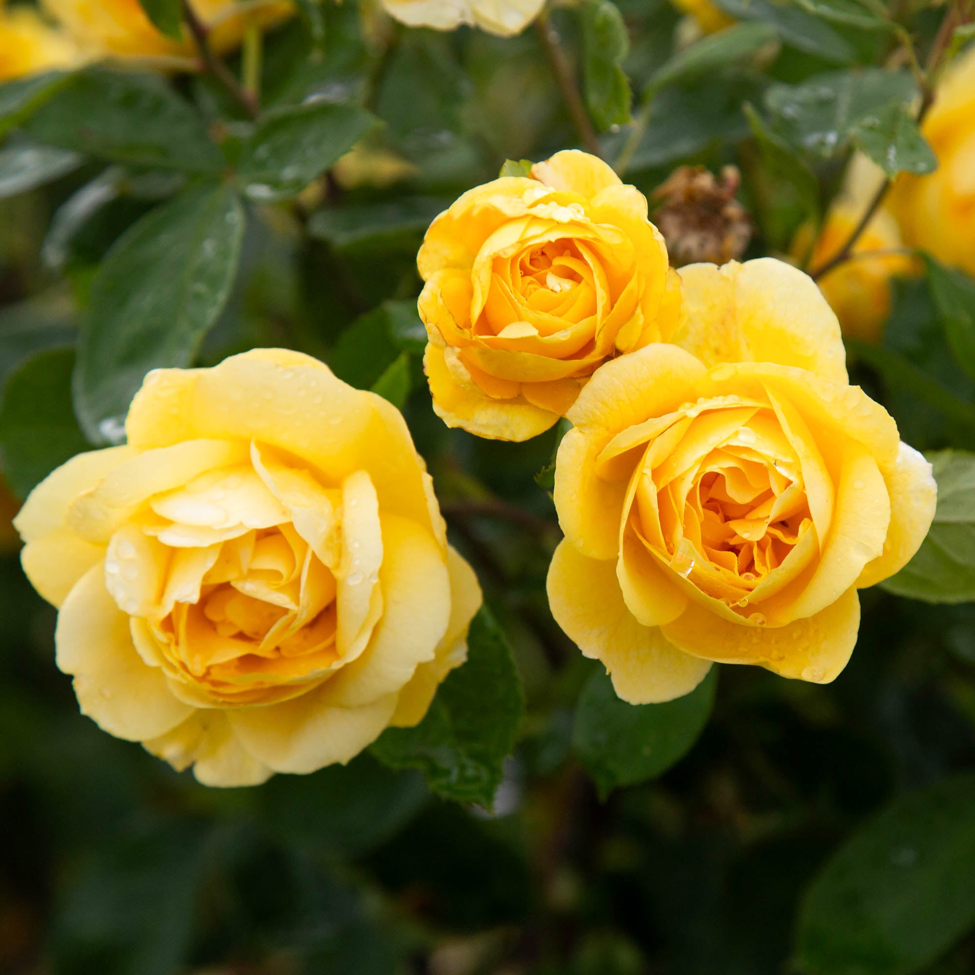 Ch-Ching! Grandiflora Rose | Fragrant Rose Plant – Heirloom