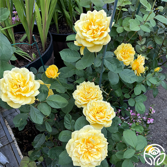 Chching Ch-Ching! Rose - Grandiflora - Very Fragrant – Heirloom Roses