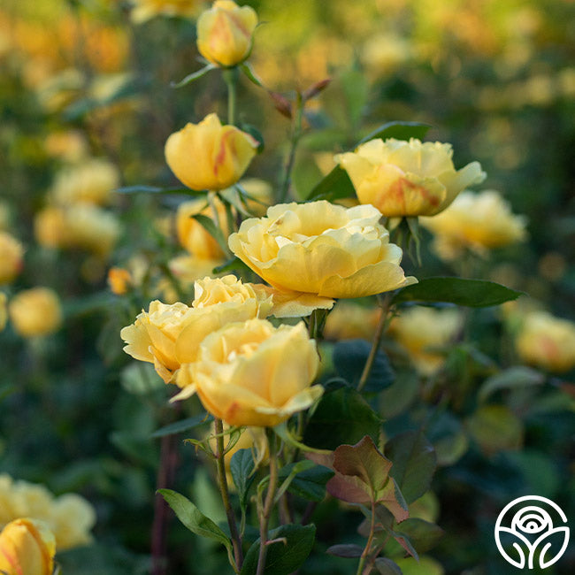 Chching Ch-Ching! Rose - Grandiflora - Very Fragrant – Heirloom Roses