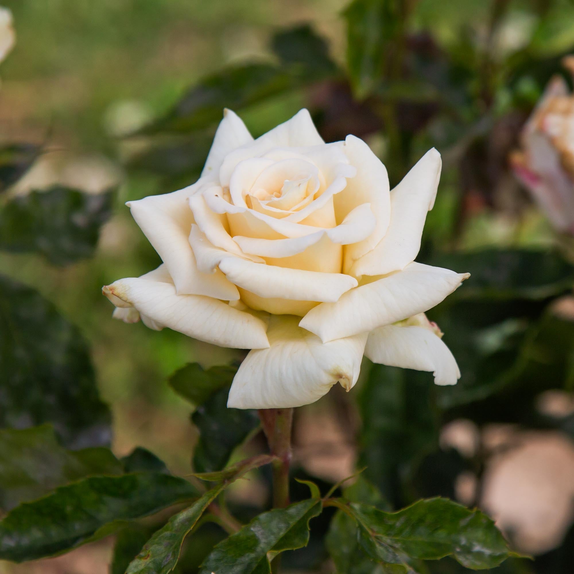 ROSE様 Champagne Floribunda Rose | Thornless Rose Plant – Heirloom