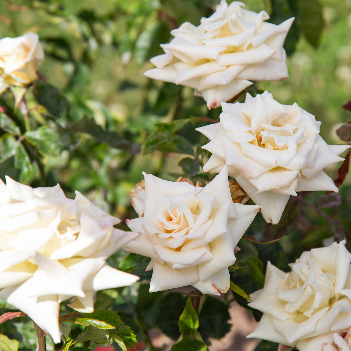 Champagne Floribunda Rose | Thornless Rose Plant – Heirloom