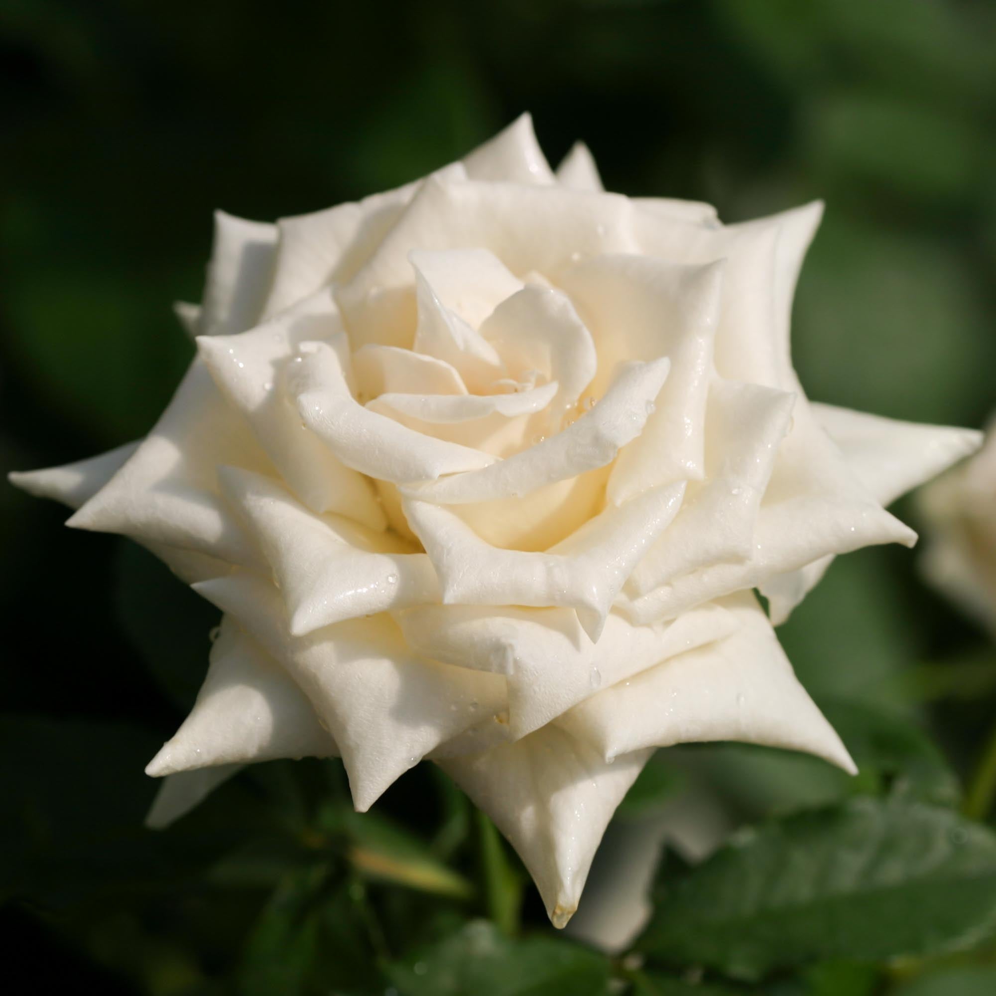 Champagne Floribunda Rose | Thornless Rose Plant – Heirloom