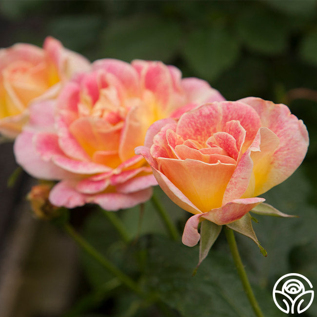Heirloom Cocktail Roses Champagne Cocktail Rose - - Moderately Fragrant – Heirloom Roses