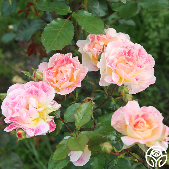 Heirloom Cocktail Roses Champagne Cocktail Rose - - Moderately Fragrant – Heirloom Roses