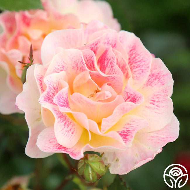Heirloom Cocktail Roses Champagne Cocktail Rose - - Moderately Fragrant – Heirloom Roses
